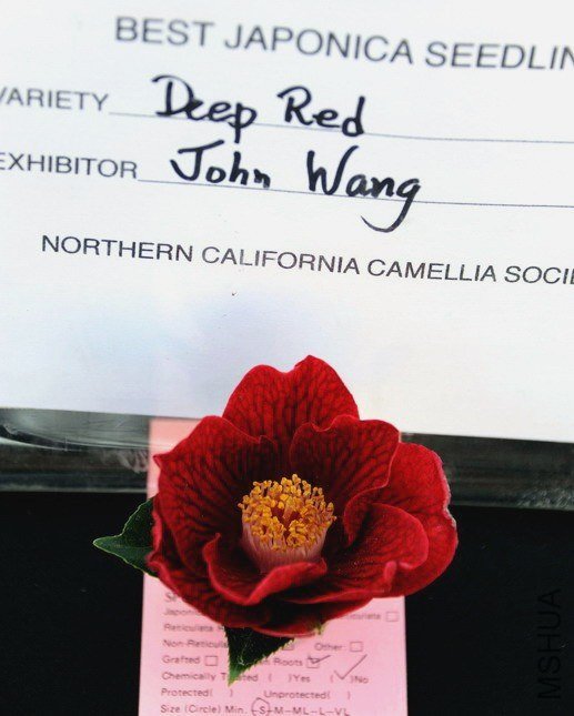 Deep Red-SS.jpg
