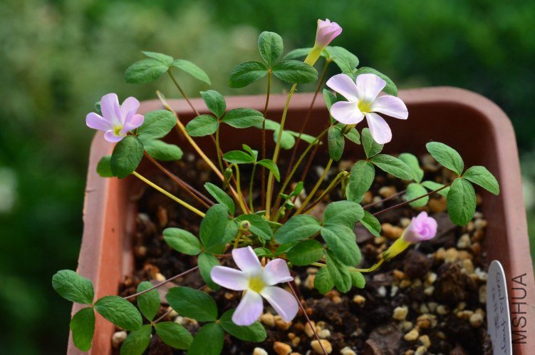 Oxalis fragrans 20121024 001.JPG