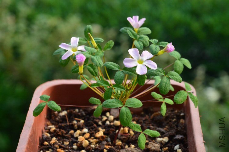 Oxalis fragrans 20121024 002.JPG