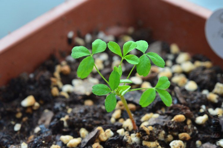 Oxalis fragrans 20120927 001.JPG