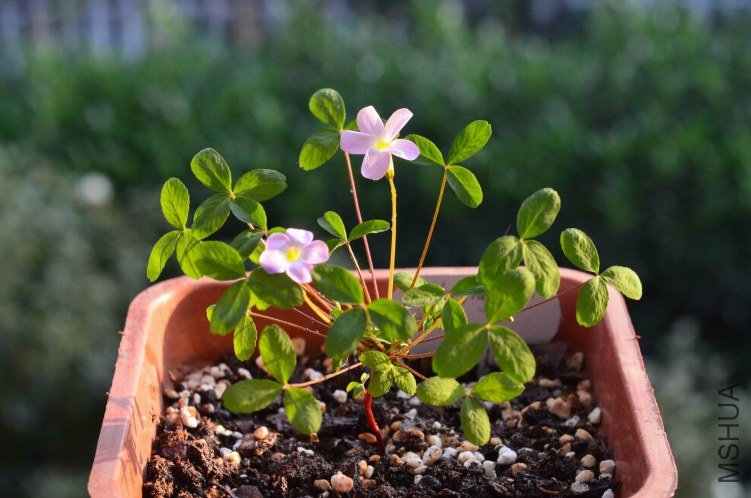 Oxalis fragrans 20121019 001.JPG