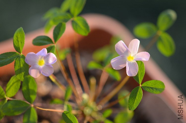 Oxalis fragrans 20121019 003.JPG