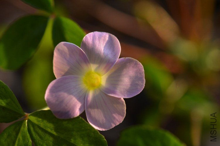 Oxalis fragrans 20121019 007.JPG