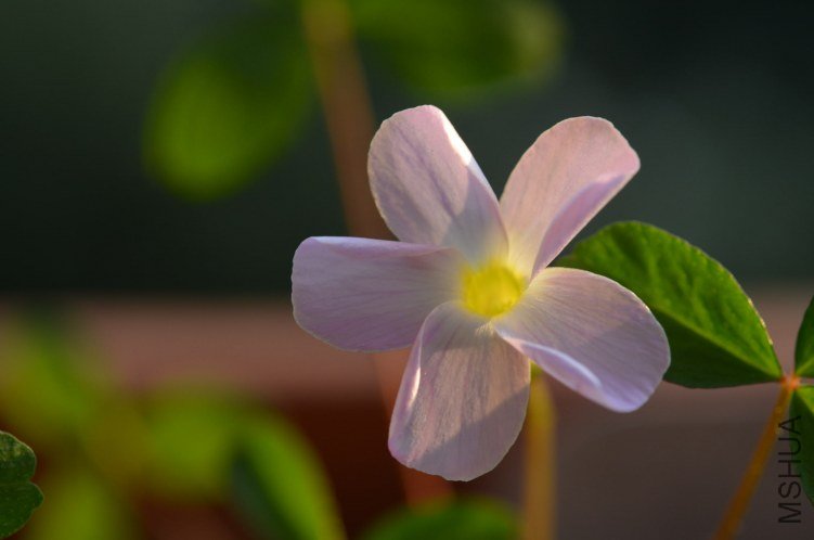 Oxalis fragrans 20121019 008.JPG