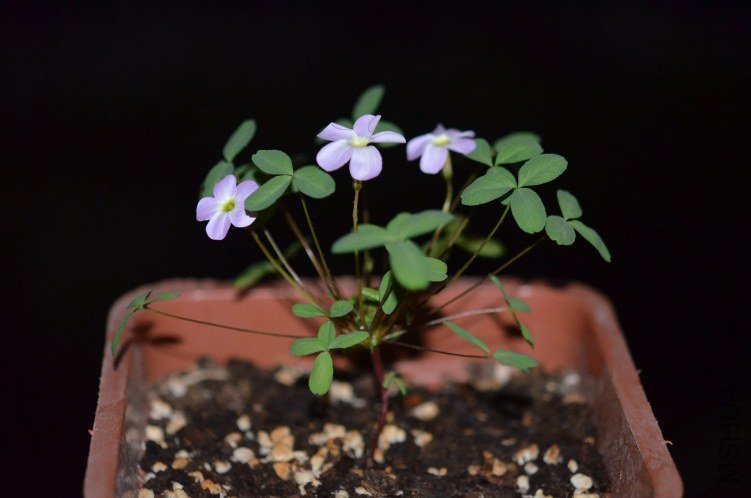 Oxalis fragrans 20121020 001.JPG