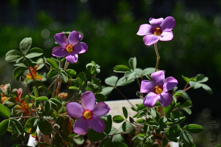 Oxalis callosaС��Ҷ20121018 002.JPG
