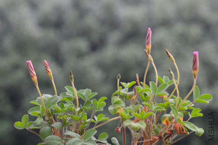 Oxalis callosaС��Ҷ20121022 002.JPG