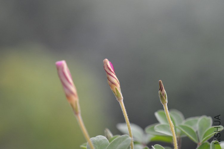 Oxalis callosaС��Ҷ20121022 003.JPG