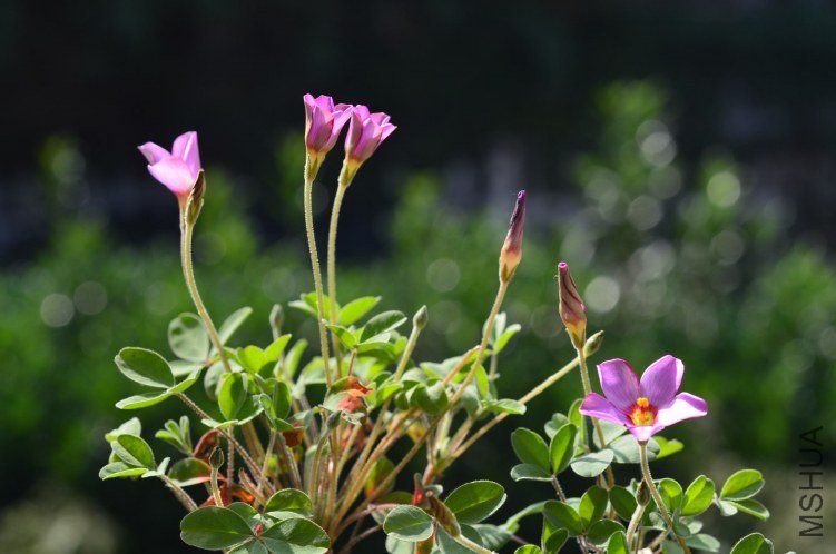 Oxalis callosaС��Ҷ20121023 002.JPG