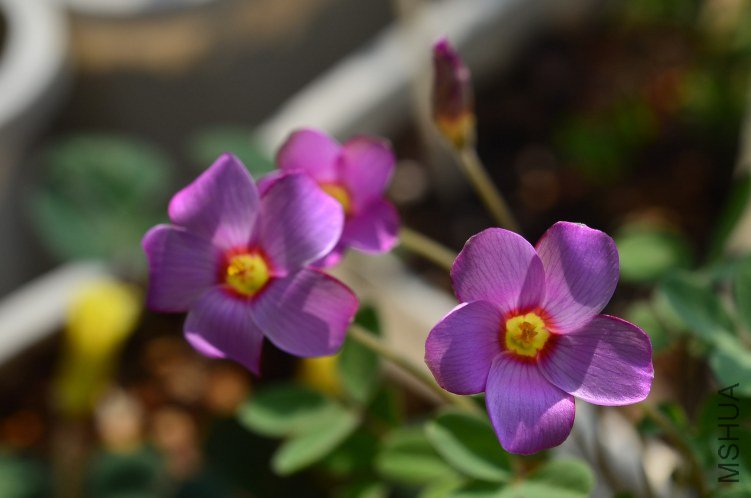 Oxalis callosaС��Ҷ20121024 001.JPG