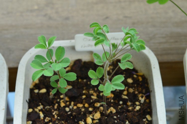 Oxalis callosaС��Ҷ20120922 001.JPG