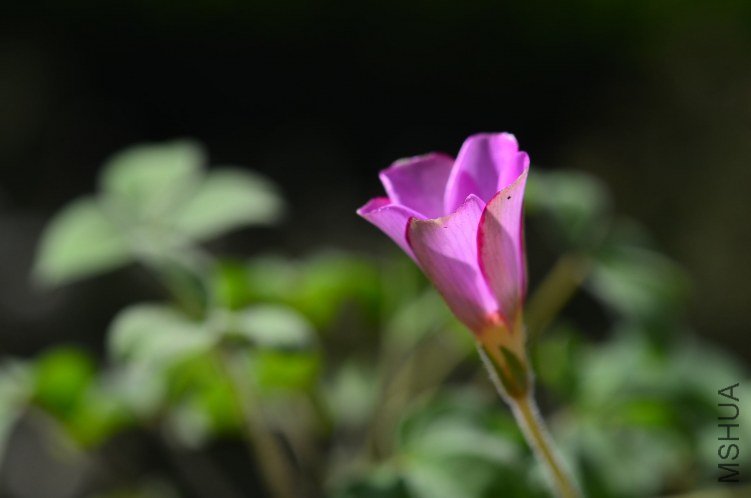Oxalis callosaС��Ҷ20121011 003.JPG