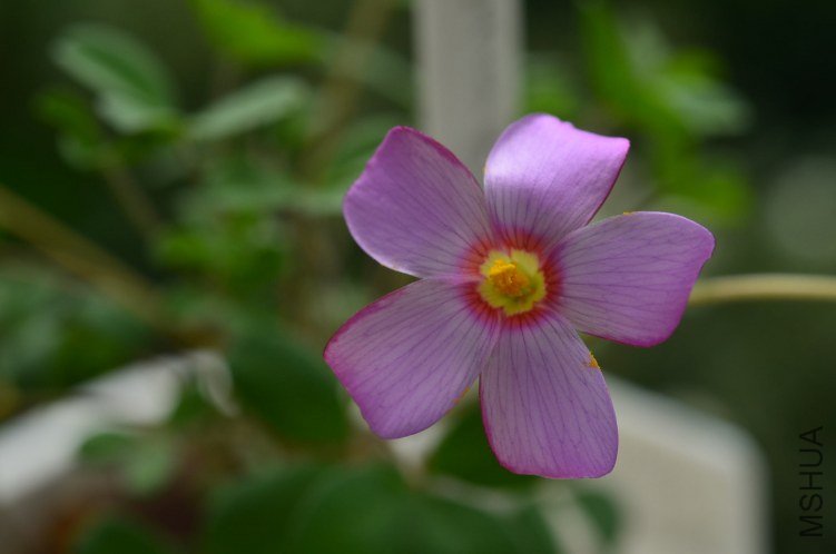 Oxalis callosaС��Ҷ20121014 002.JPG