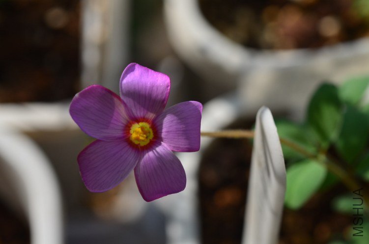 Oxalis callosaС��Ҷ20121015 002.JPG