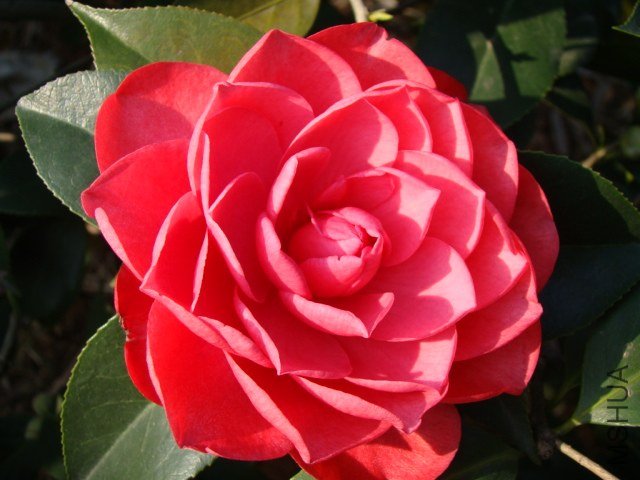 �൥