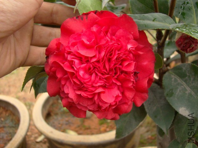 ���ٲ�