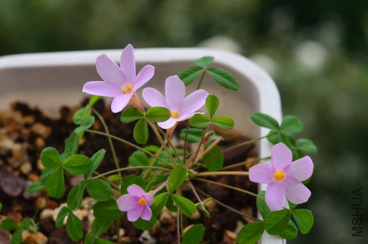 Oxalis Nidulans������20121016 001.JPG