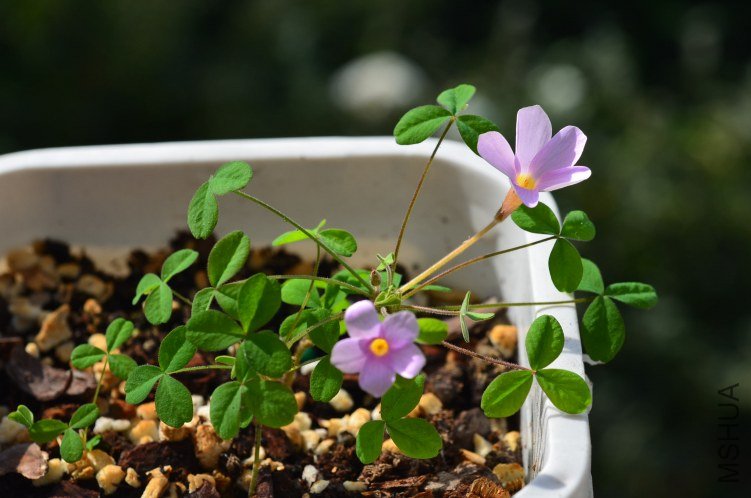 Oxalis Nidulans������20121011 001.JPG