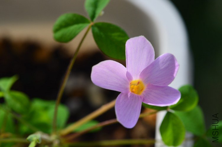 Oxalis Nidulans������20121011 003.JPG