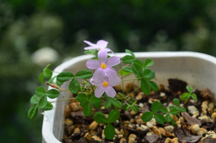 Oxalis Nidulans������20121014 001.JPG