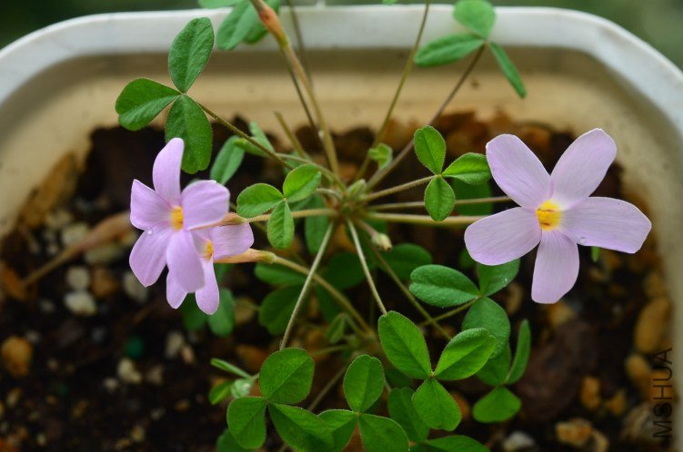 Oxalis Nidulans������20121014 002.JPG