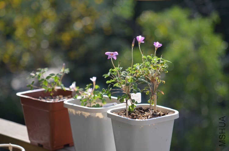 Oxalis callosaС��Ҷ20121019 003.JPG