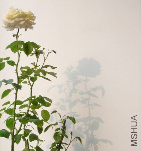 rose001.jpg