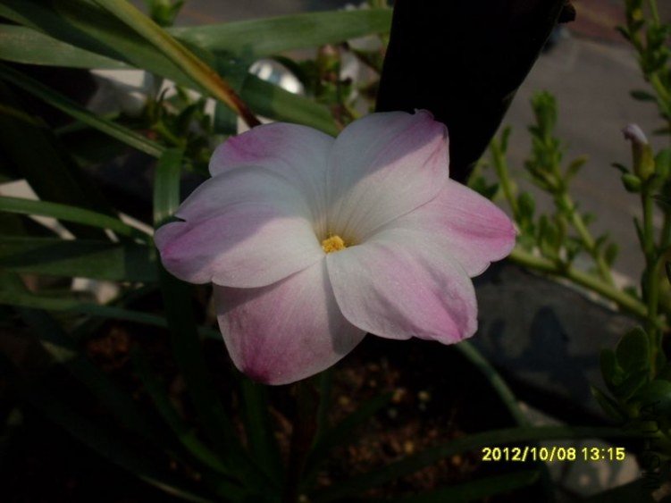 SDC13399_nEO_IMG.jpg