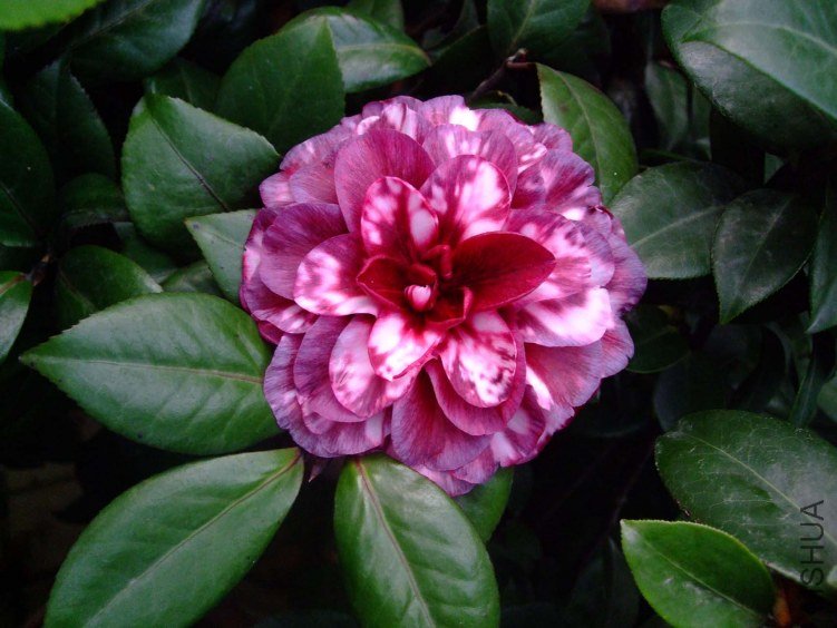 ��Ҷ���� 2012-10-26 004.jpg