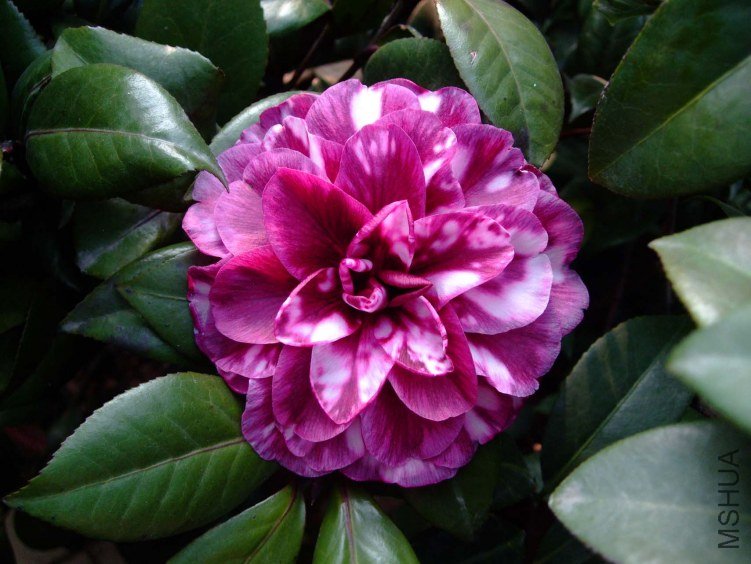 ��Ҷ���� 2012-10-24 002.jpg