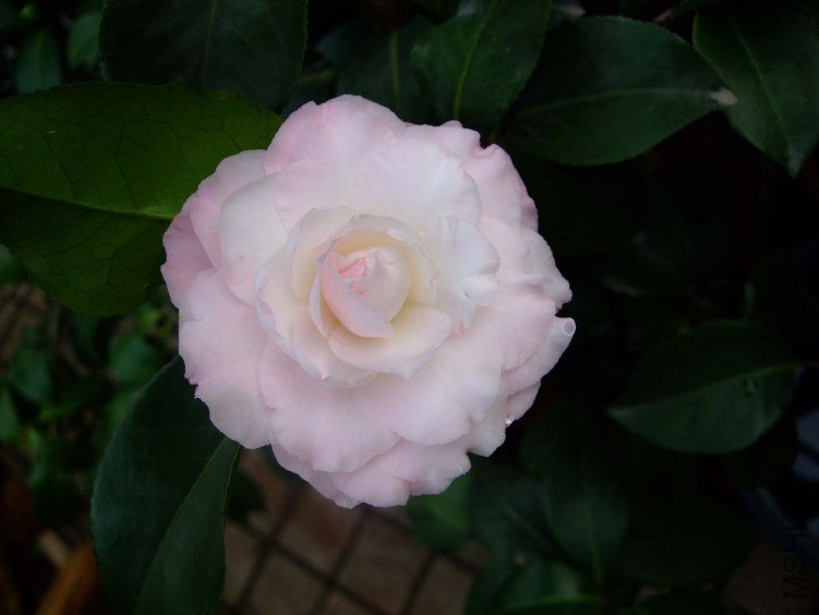����֮�� 2012-10-26 017.jpg