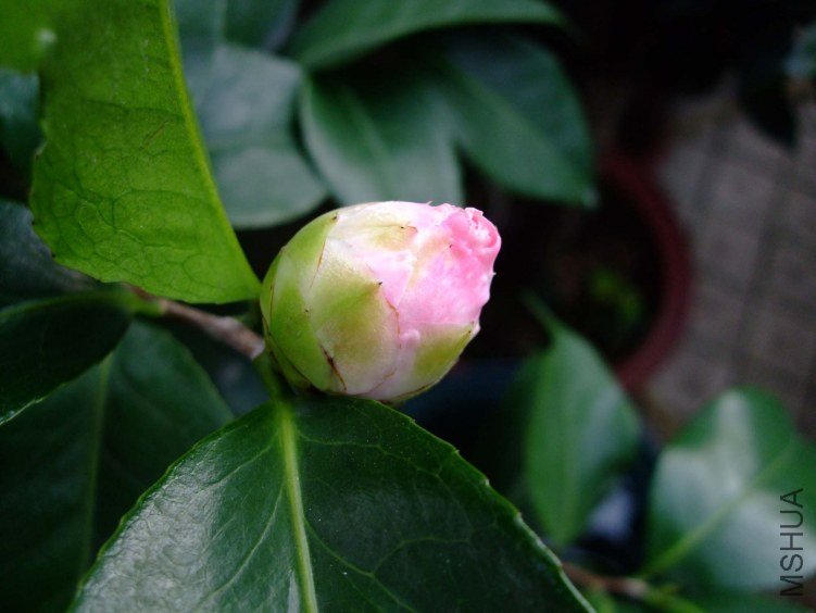 ���� 2012-10-24 001.jpg