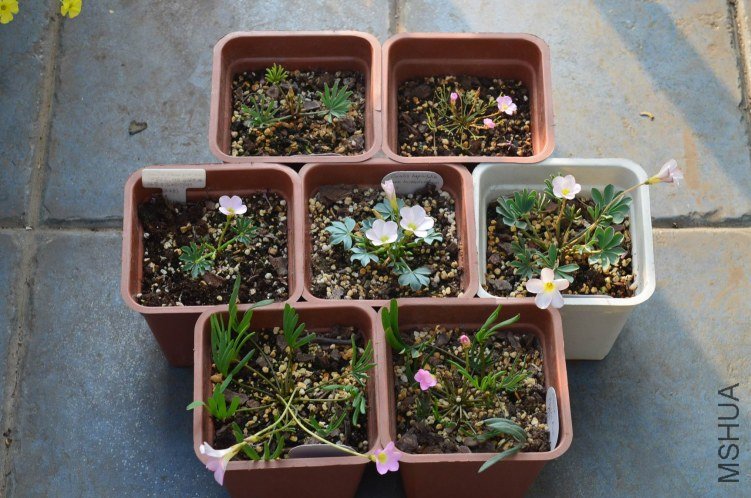 ��צ����20121024 003.JPG