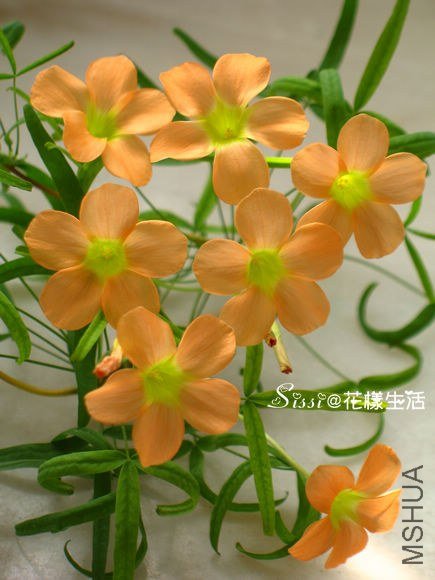 ��ϸ�� 1.jpg