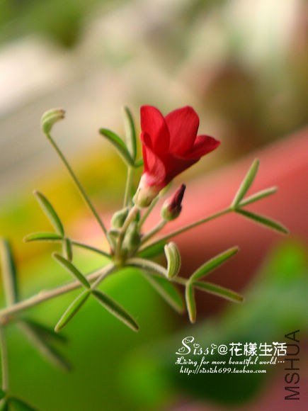 Oxalis helicoides ���޺���.jpg