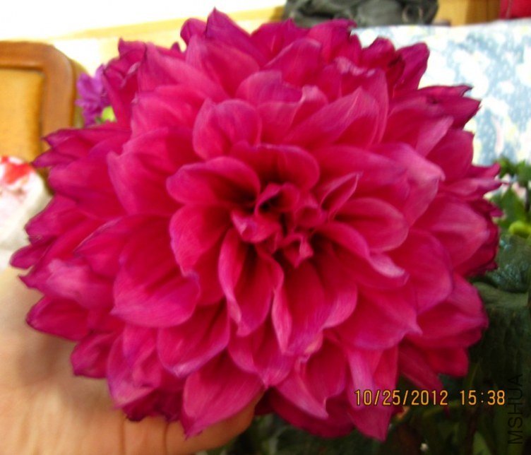 dalihua2.JPG