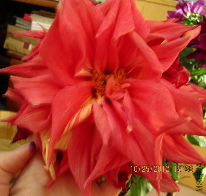 dalihua3.JPG