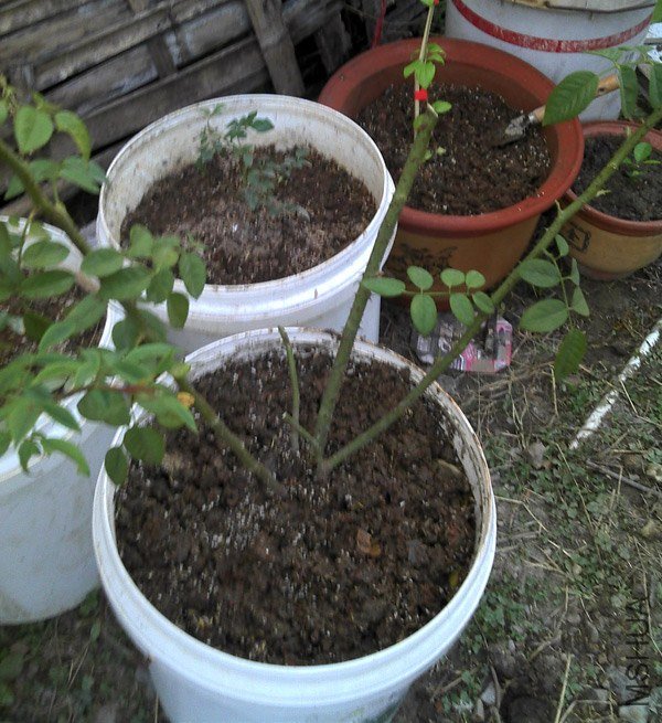 2012-10-21_17-08-41_749.jpg