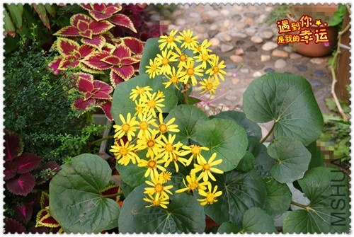 ��Ƭ 095_����.jpg