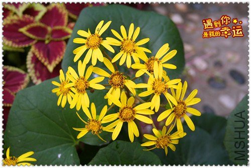 ��Ƭ 098_����.jpg