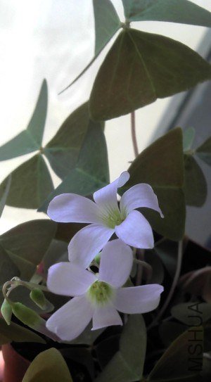 QQ��ͼ20121027121437.jpg