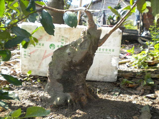 DSCN4290.JPG