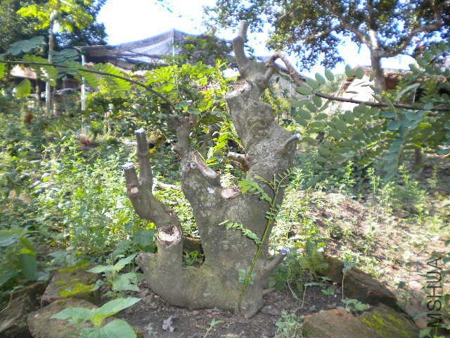 DSCN4305.JPG
