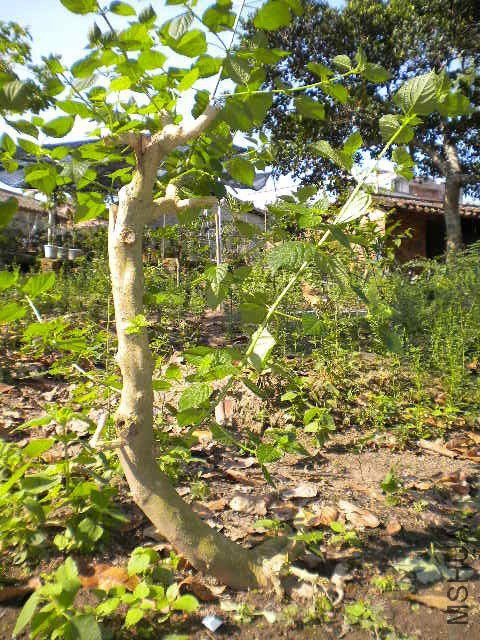 DSCN4311.JPG