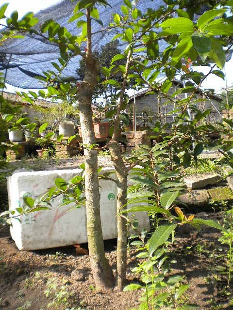 DSCN4318.JPG