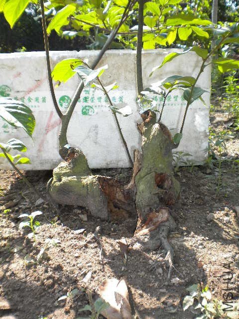 DSCN4329.JPG