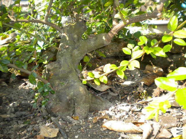 DSCN4333.JPG