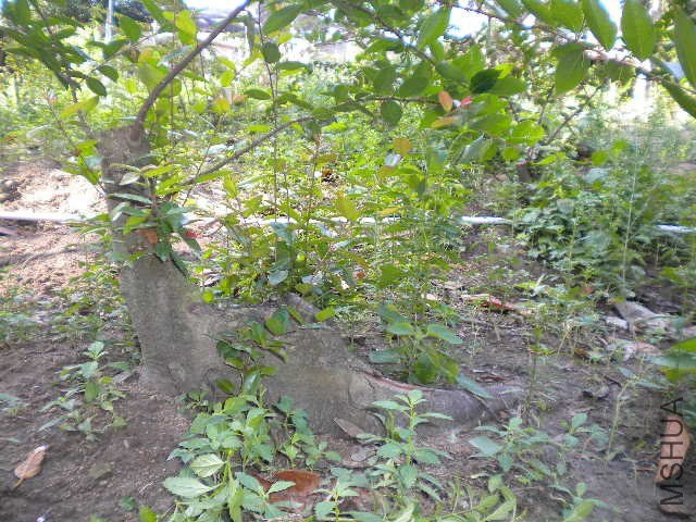 DSCN4340.JPG