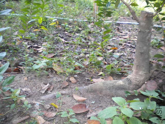 DSCN4343.JPG