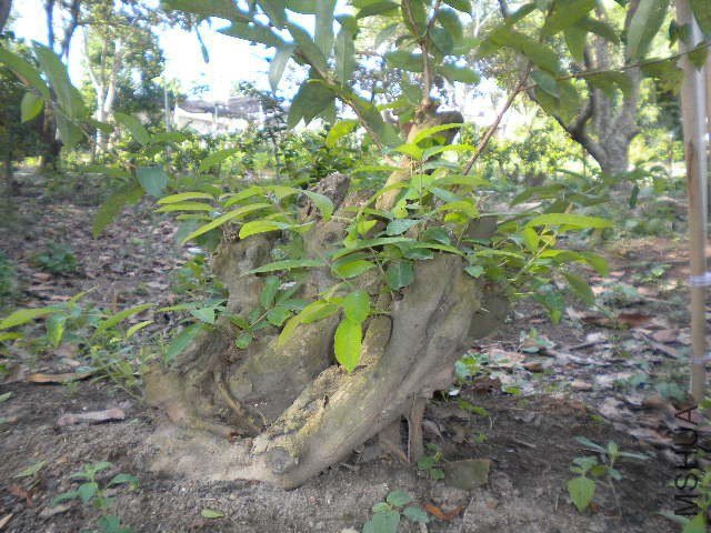 DSCN4360.JPG
